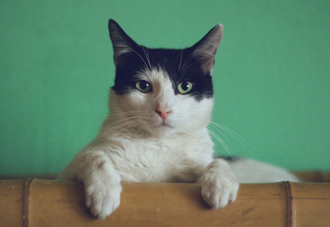 Cat relaxing at home